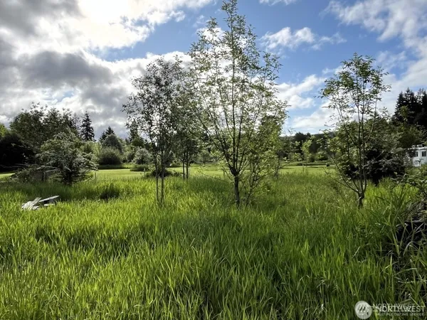 a view of a lush green space