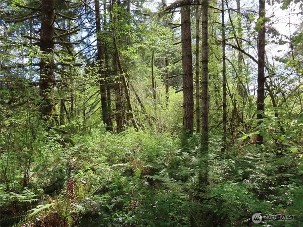 a map view of a forest