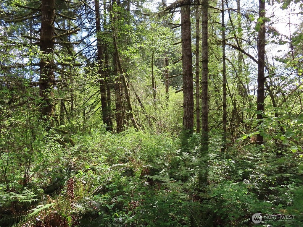 3898 State Route 6 Chehalis, WA 98532 - Photo 9 of 33 a map view of a forest