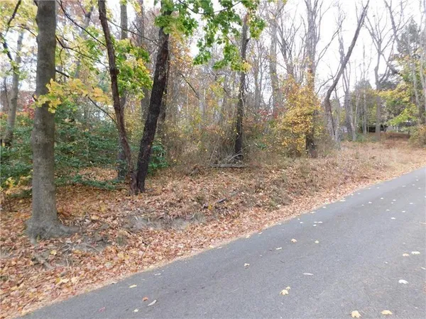 a view of a forest with trees in the background