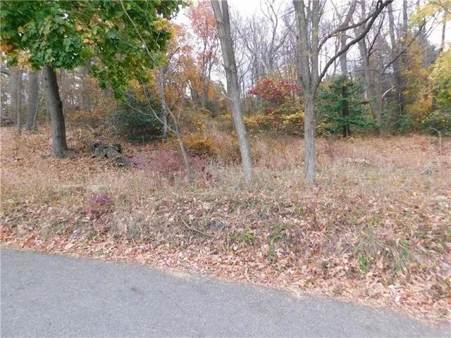 a view of a forest with trees in the background