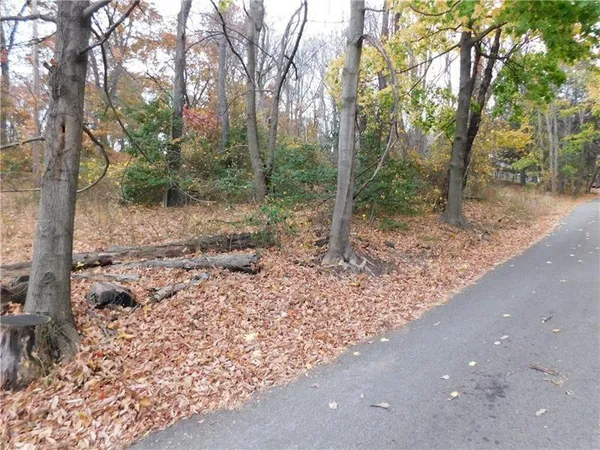 a view of a forest filled with trees