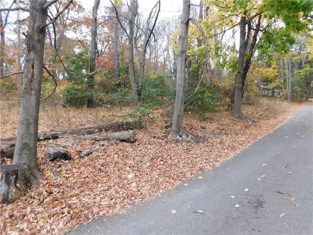 a view of a forest filled with trees