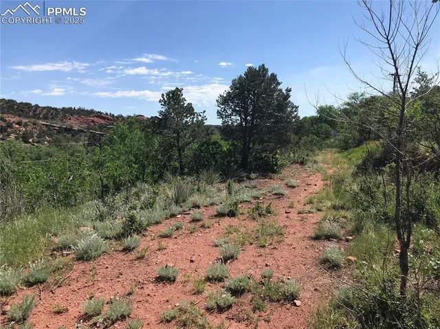 a view of a yard with a tree