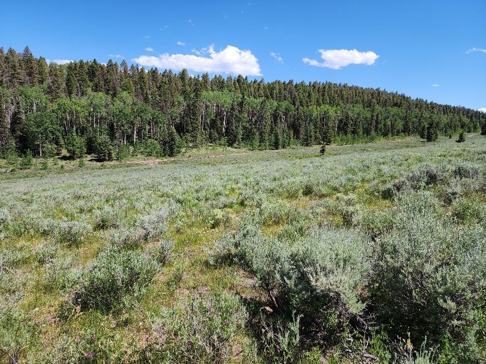 Tbd Tbd Buck Run Road Powderhorn, CO 81243 - Photo 11 of 23