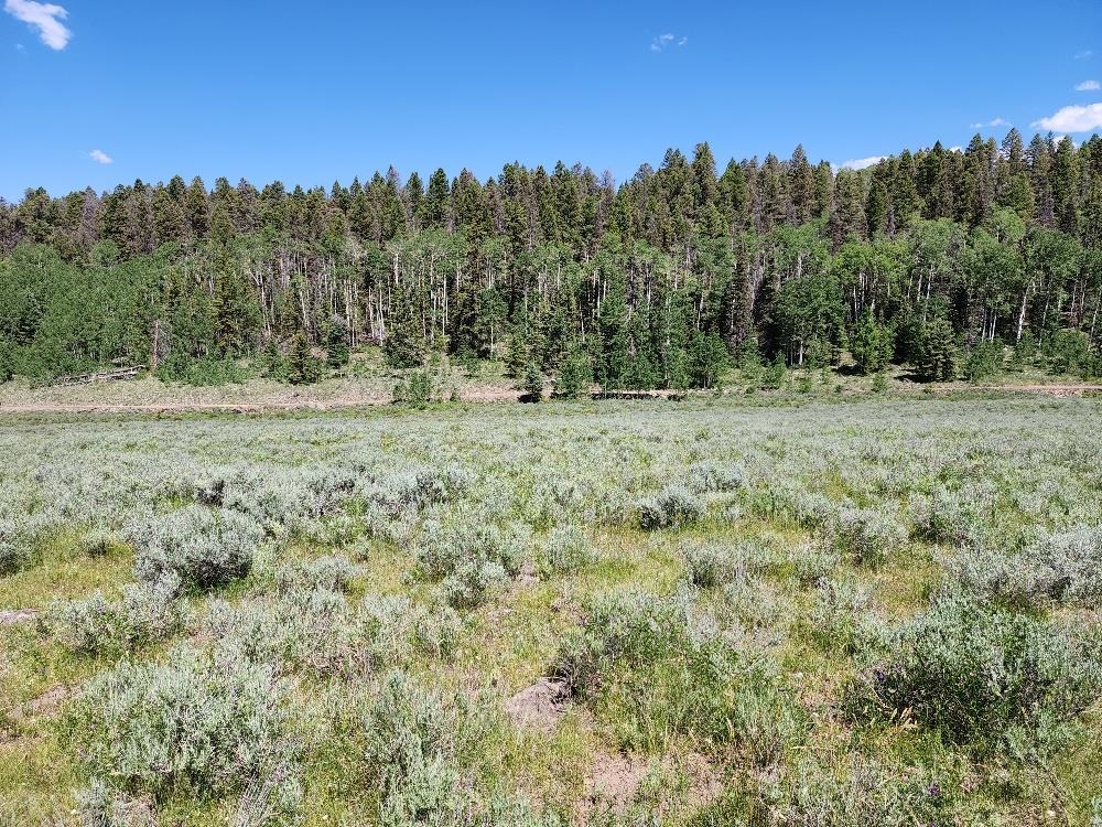 Tbd Tbd Buck Run Road Powderhorn, CO 81243 - Photo 12 of 23