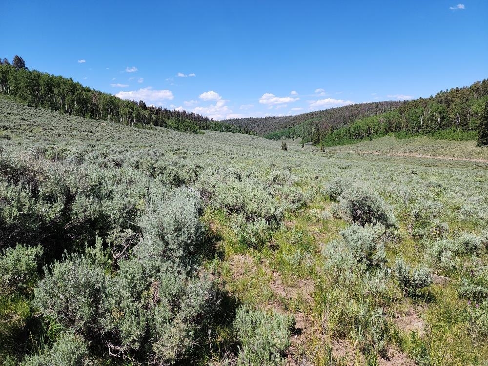 Tbd Tbd Buck Run Road Powderhorn, CO 81243 - Photo 13 of 23