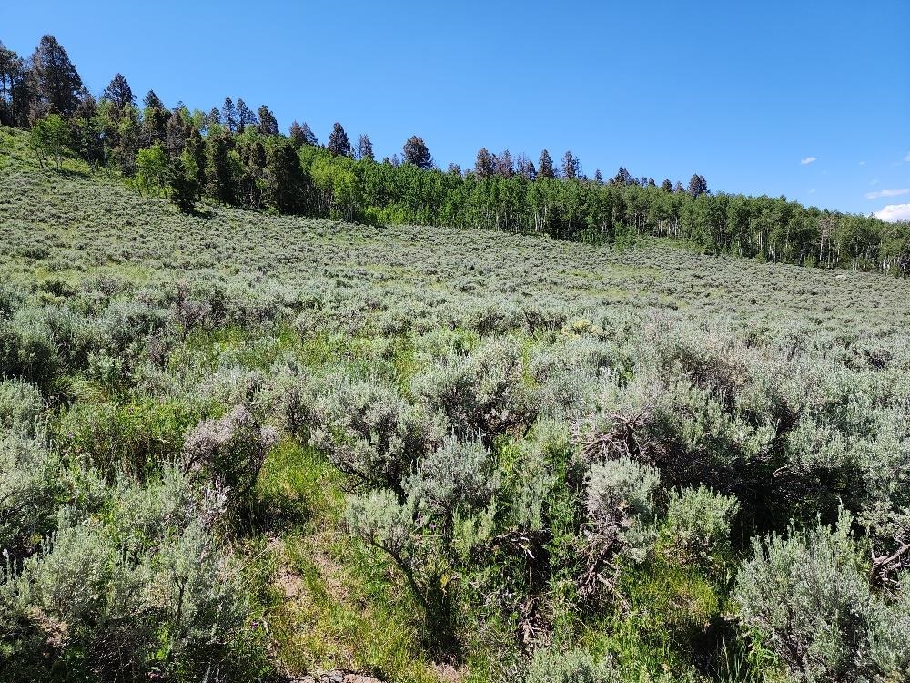 Tbd Tbd Buck Run Road Powderhorn, CO 81243 - Photo 14 of 23