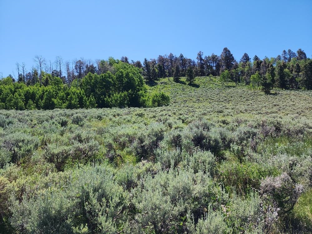Tbd Tbd Buck Run Road Powderhorn, CO 81243 - Photo 15 of 23