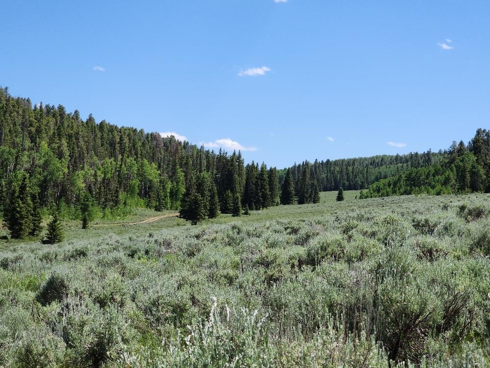 Tbd Tbd Buck Run Road Powderhorn, CO 81243 - Photo 17 of 23
