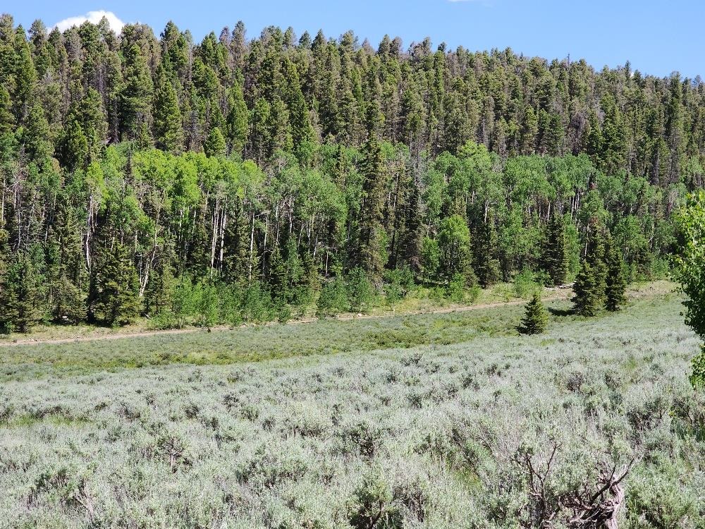 Tbd Tbd Buck Run Road Powderhorn, CO 81243 - Photo 18 of 23