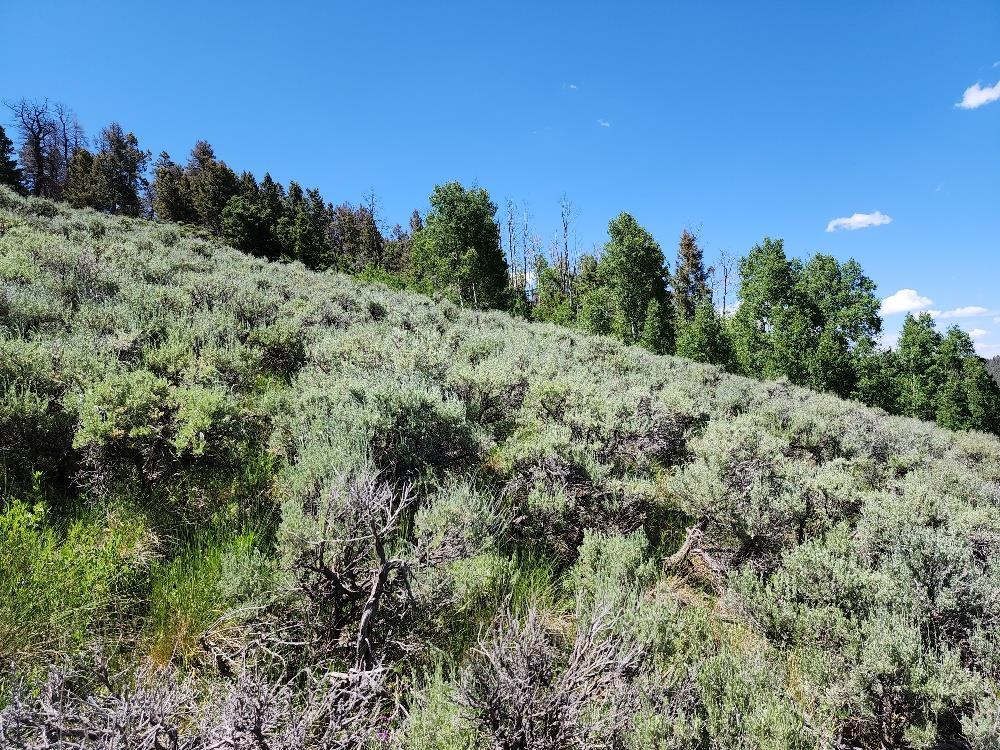 Tbd Tbd Buck Run Road Powderhorn, CO 81243 - Photo 19 of 23