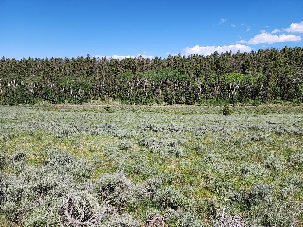 Tbd Tbd Buck Run Road Powderhorn, CO 81243 - Photo 20 of 23