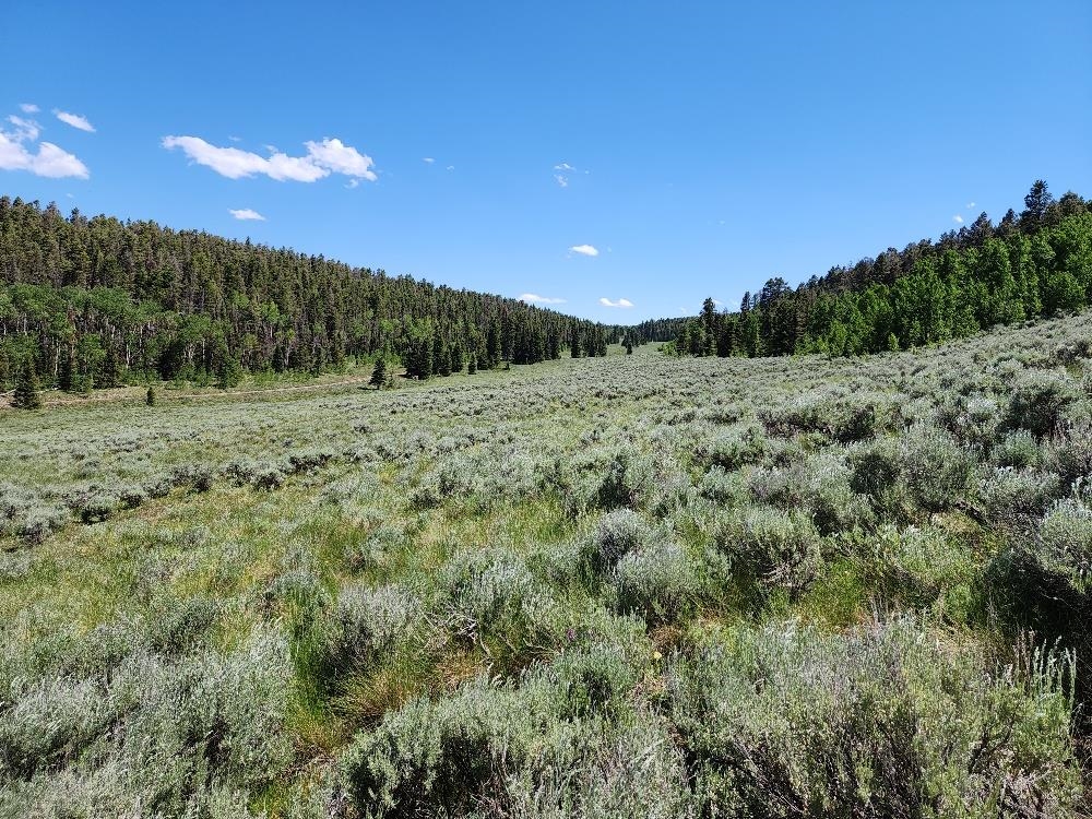 Tbd Tbd Buck Run Road Powderhorn, CO 81243 - Photo 21 of 23
