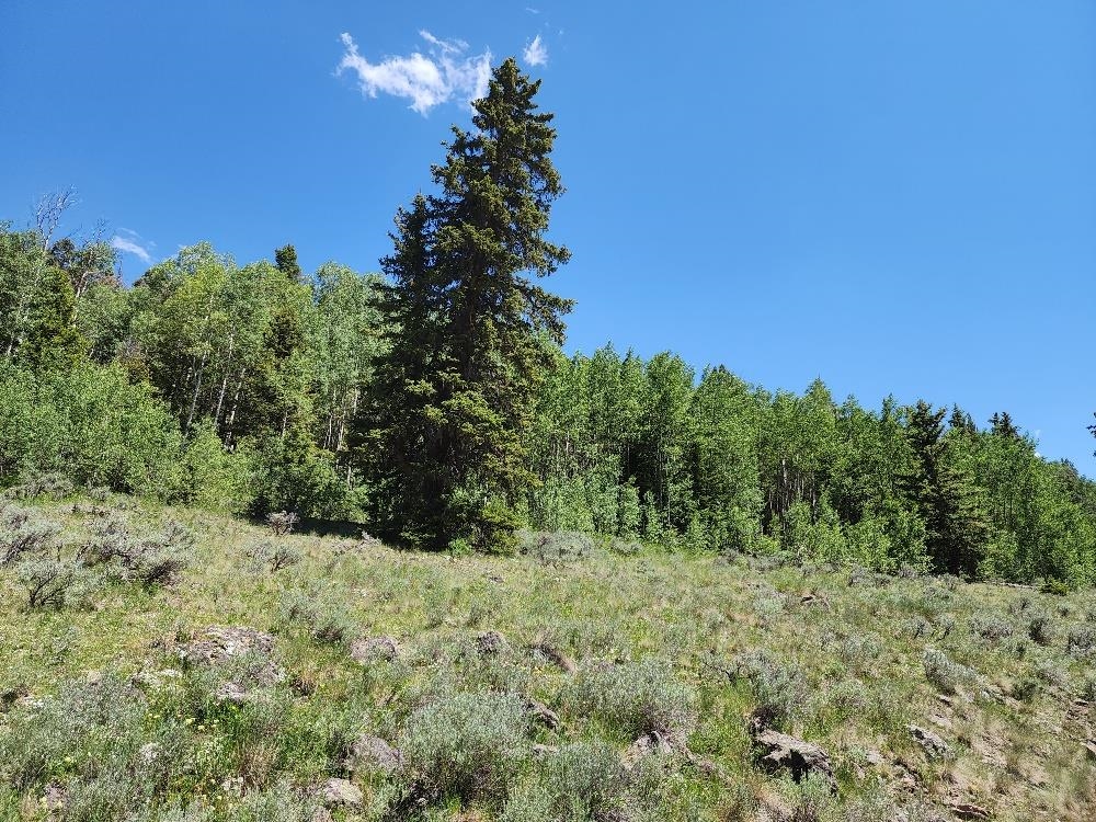 Tbd Tbd Buck Run Road Powderhorn, CO 81243 - Photo 5 of 23