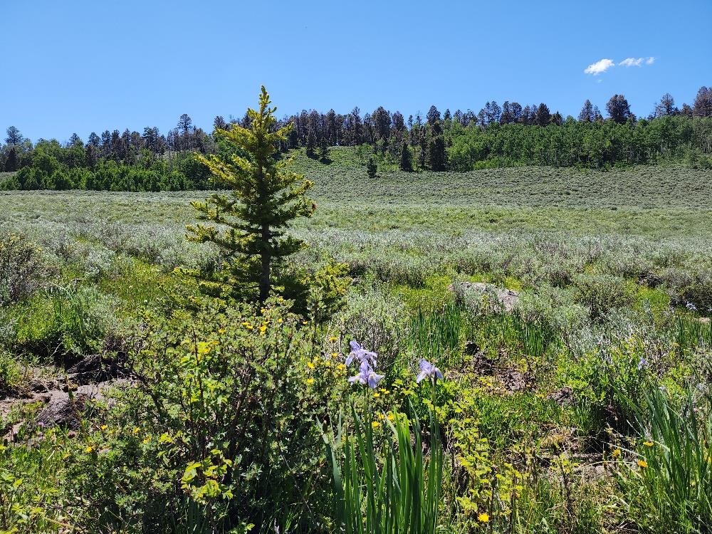 Tbd Tbd Buck Run Road Powderhorn, CO 81243 - Photo 7 of 23