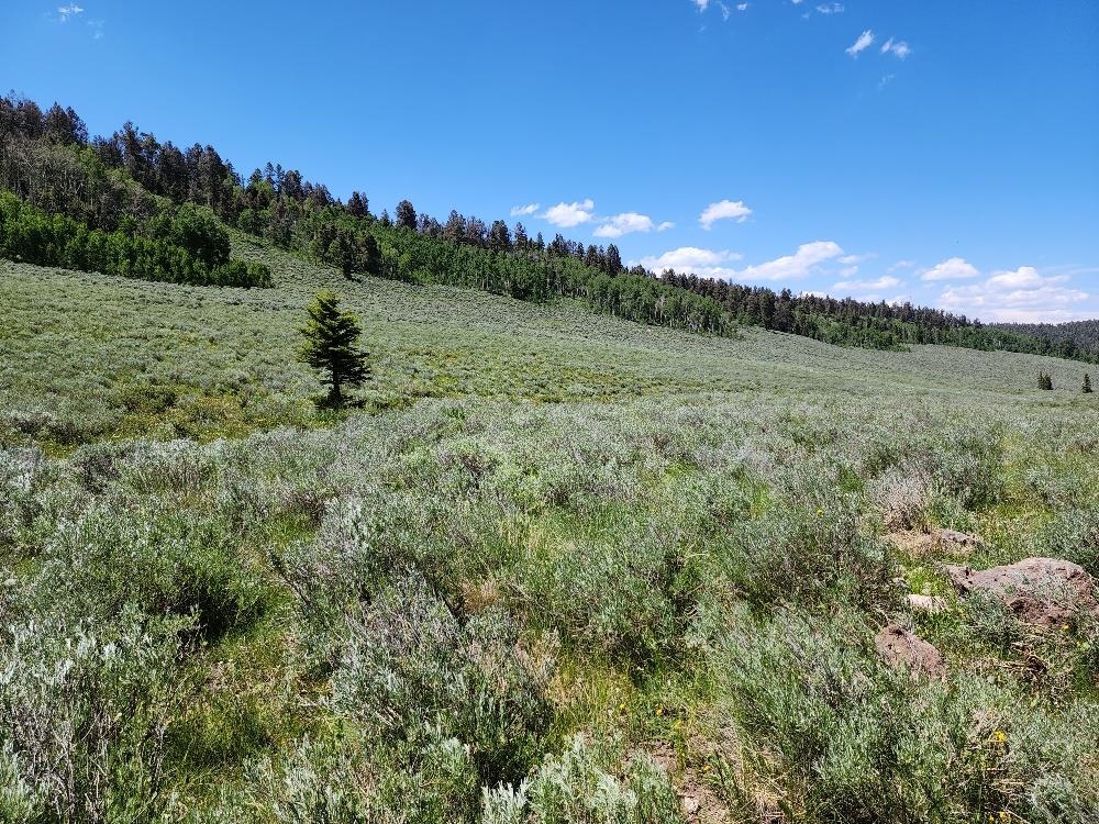 Tbd Tbd Buck Run Road Powderhorn, CO 81243 - Photo 8 of 23