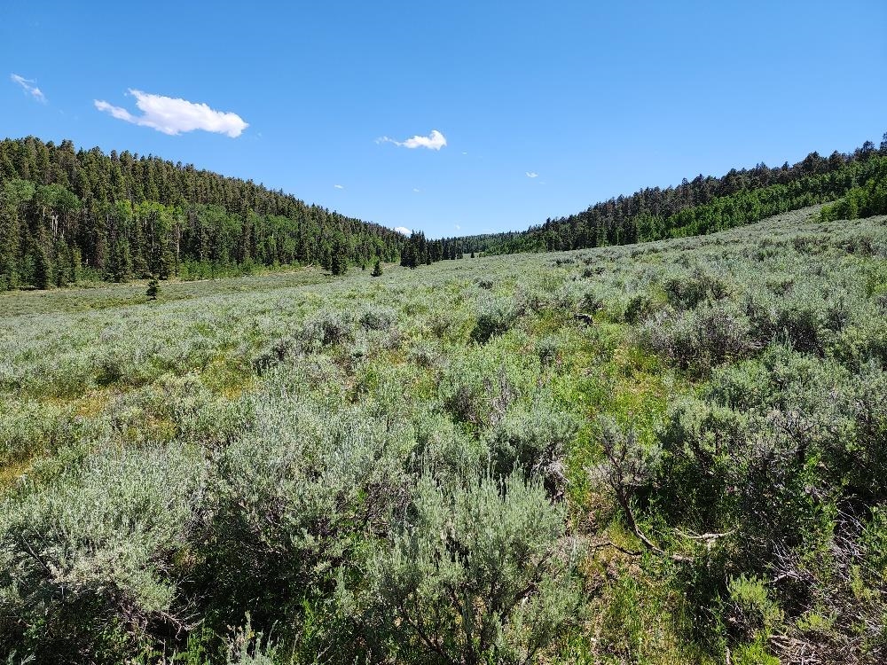 Tbd Tbd Buck Run Road Powderhorn, CO 81243 - Photo 9 of 23