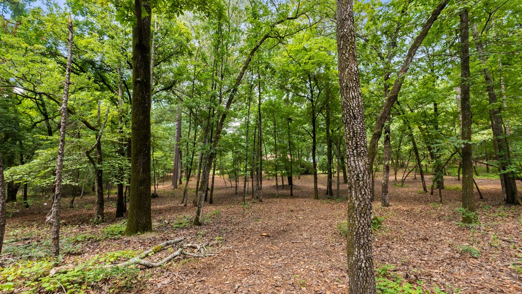 897 Buffalo Road Box Springs, GA 31801 - Photo 12 of 48 forest with dogwoods, pines, oak, hollies and more