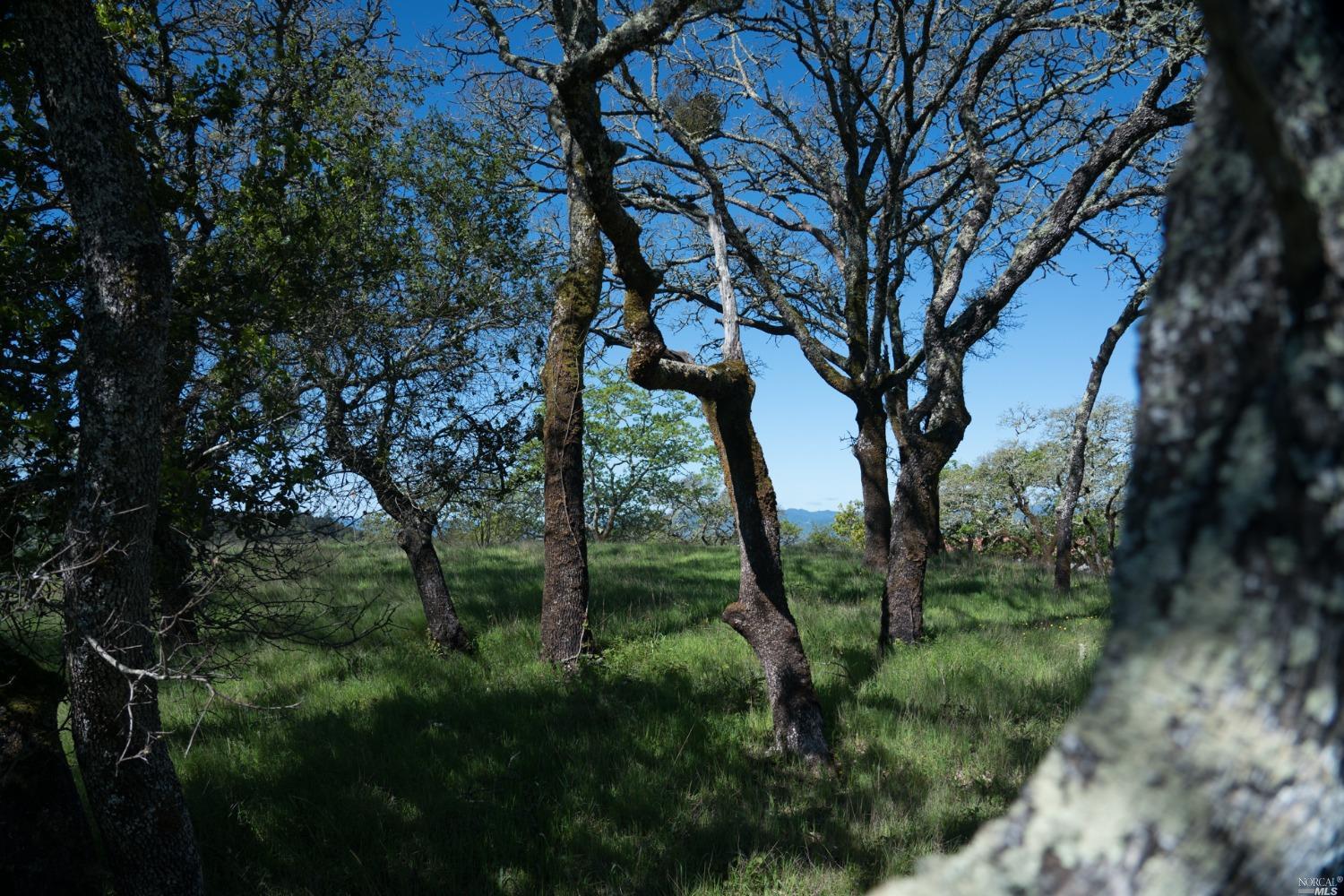 6184 Cottage Ridge Road Santa Rosa, CA 95403 - Photo 5 of 10 a view of a trees in a yard