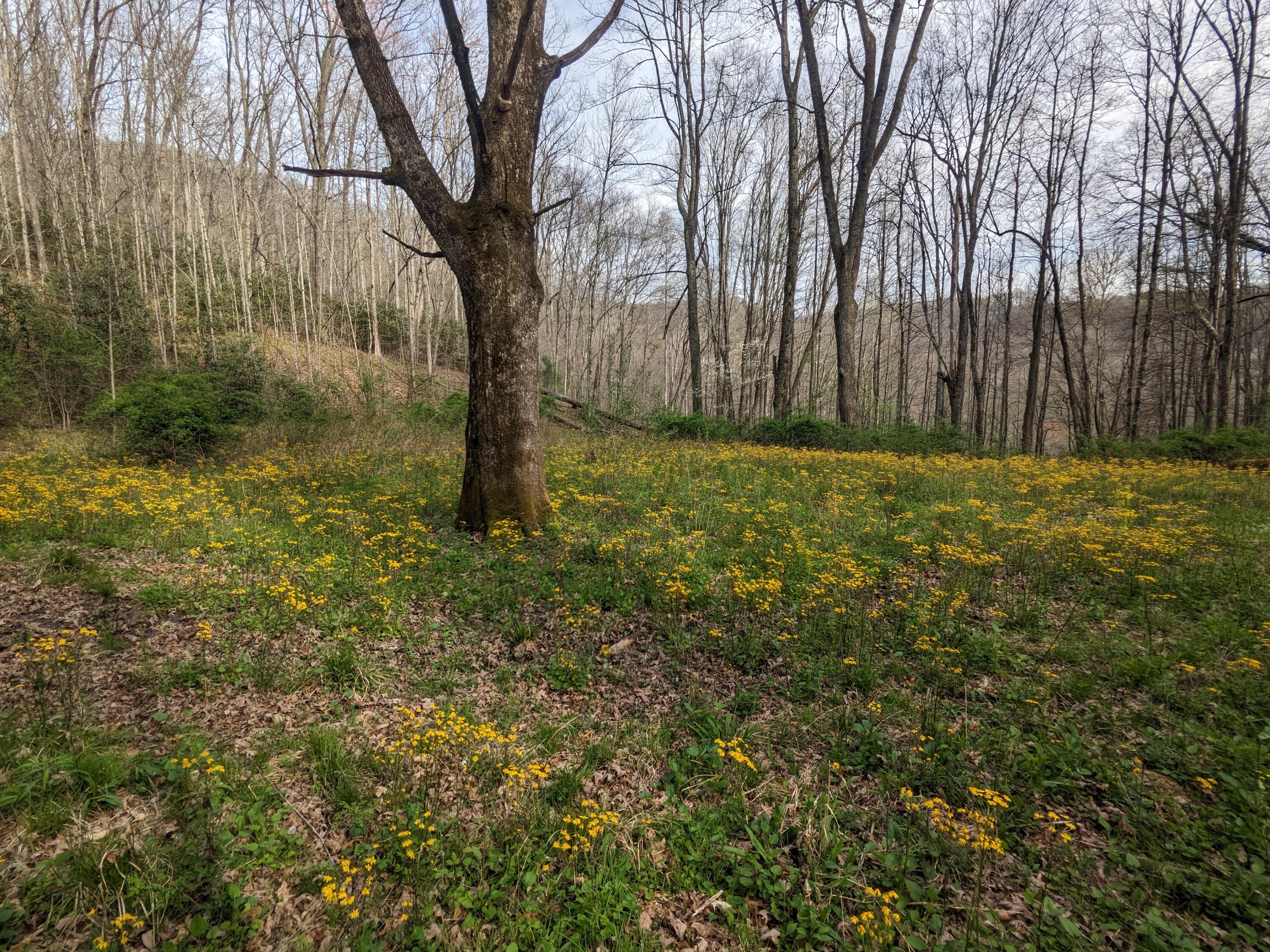 8421 Woodridge Road Wise, VA 24293 - Photo 51 of 56 *