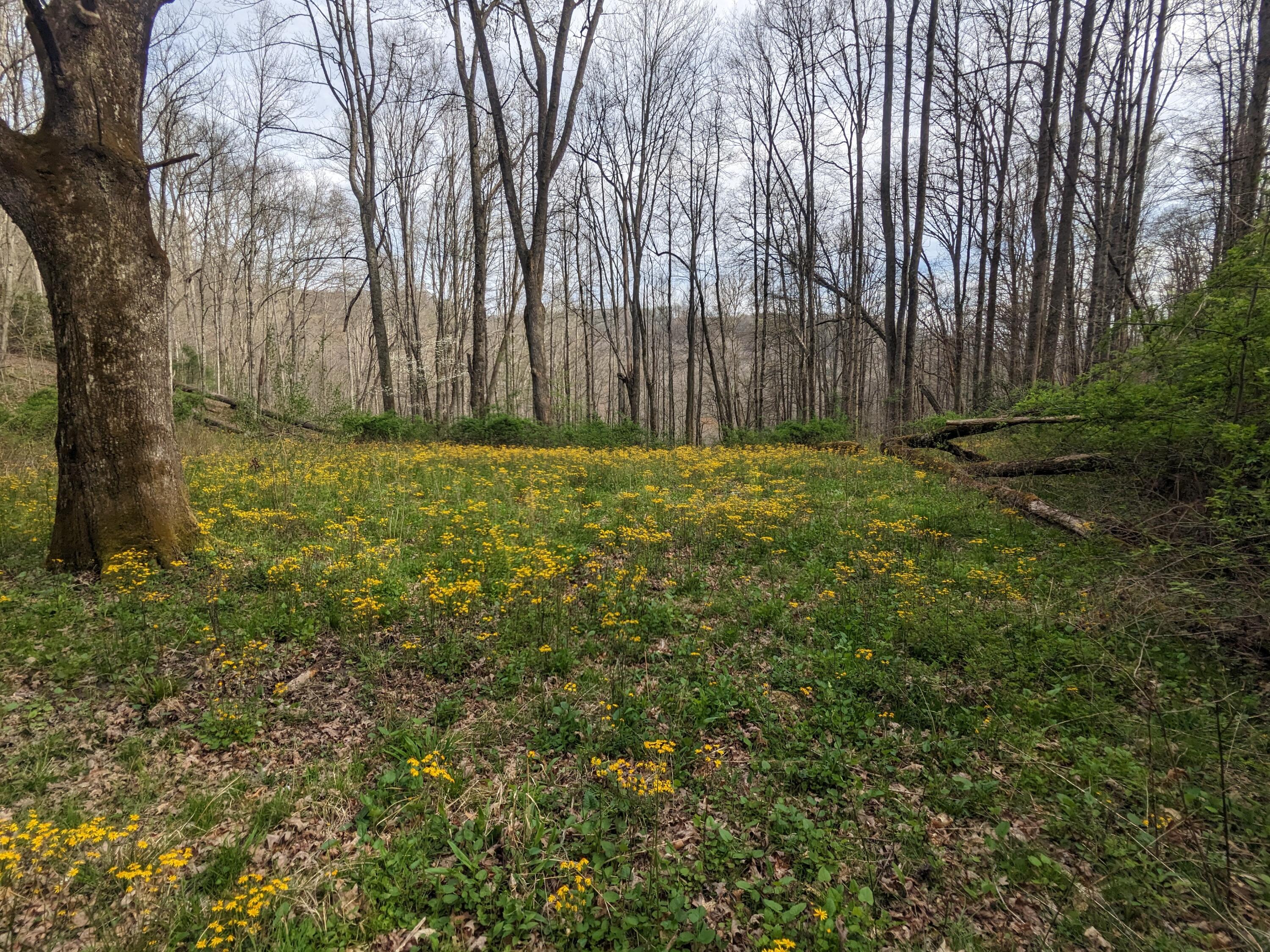 8421 Woodridge Road Wise, VA 24293 - Photo 52 of 56 *