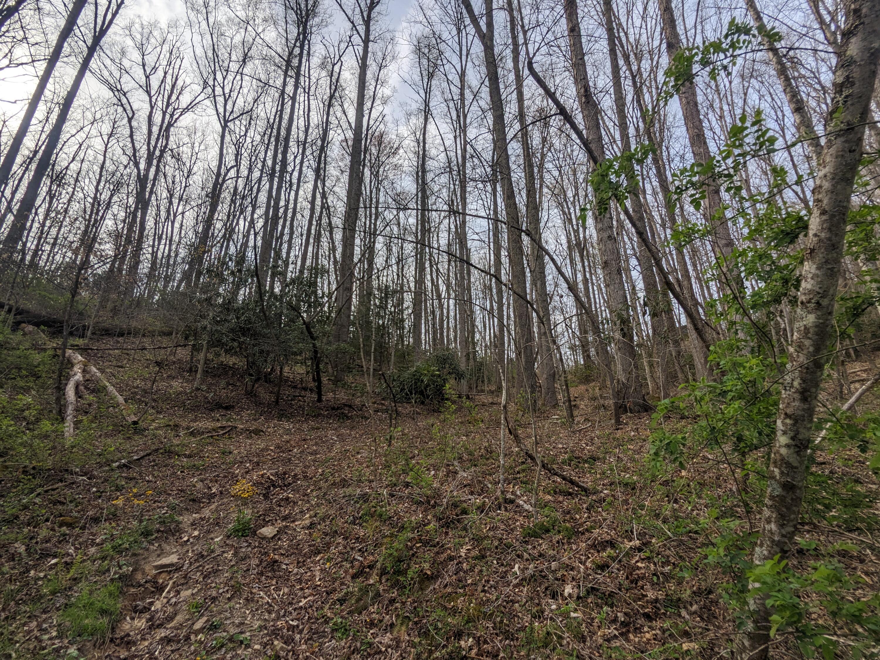 8421 Woodridge Road Wise, VA 24293 - Photo 53 of 56 Trails