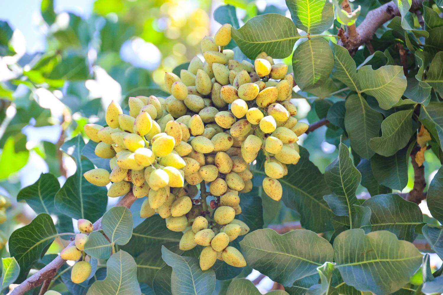 10570 Ave 16 Delano, CA 93215 - Photo 1 of 10 a view of a tree with a plant