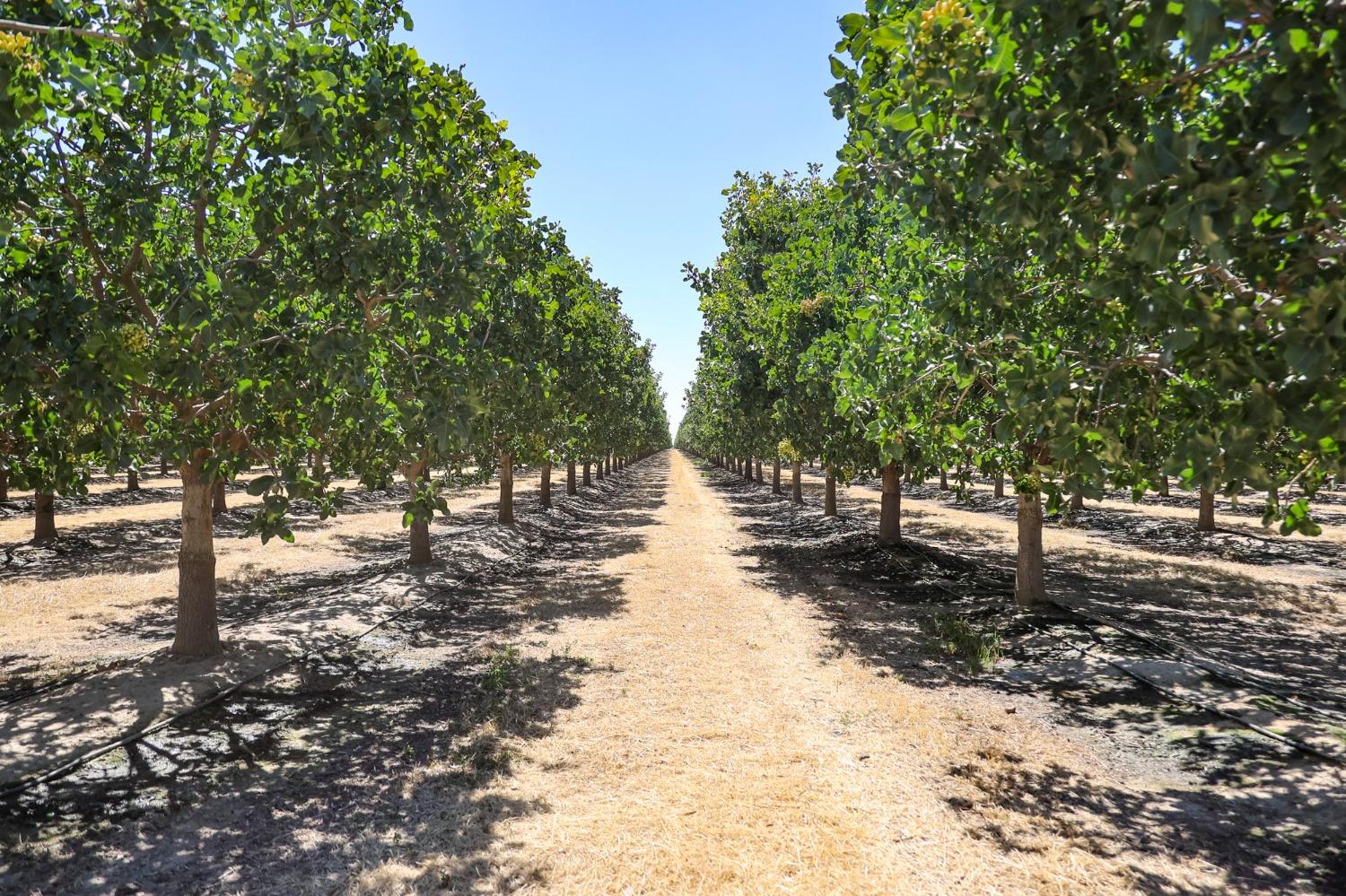 10570 Ave 16 Delano, CA 93215 - Photo 10 of 10 a view of a tree in the middle of a yard
