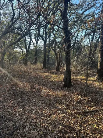 a view of a trees with a tree