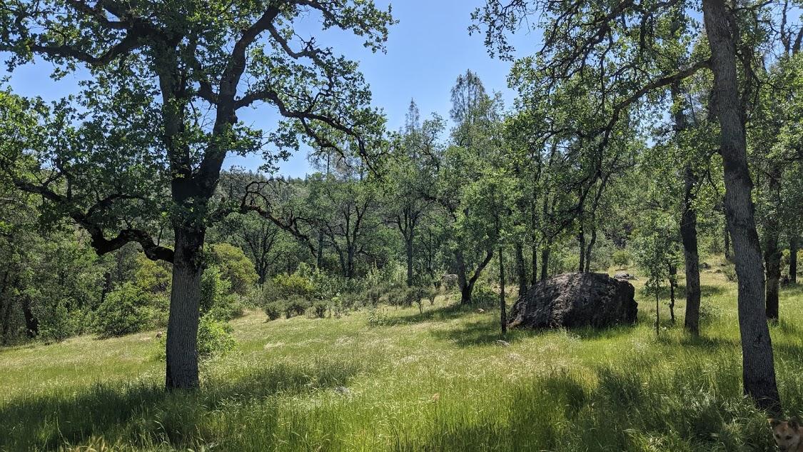 27203 Donkey Mine Road Oak Run, CA 96069 - Photo 22 of 22 a big yard with lots of green space