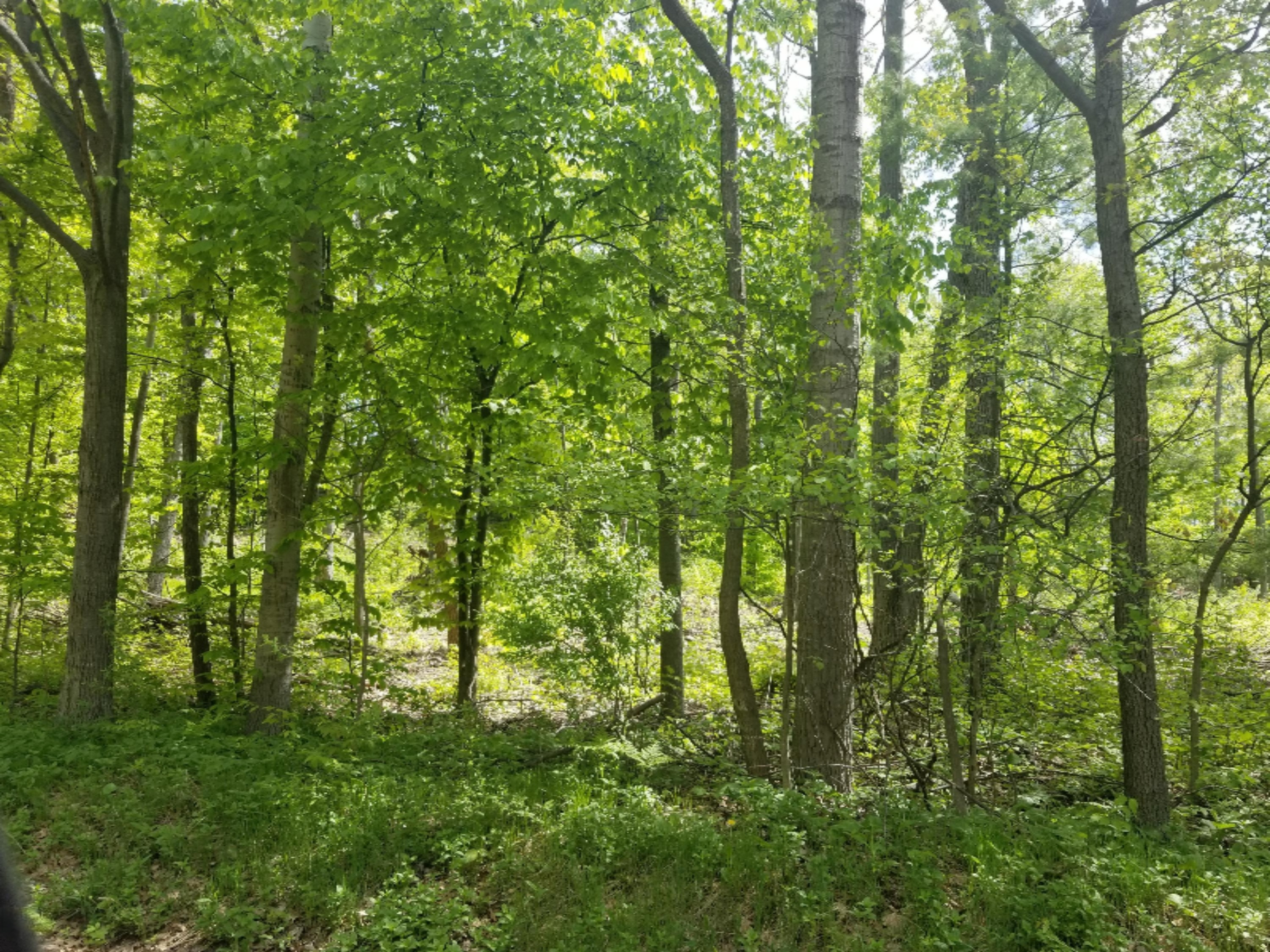 40-acres West Pierce Road Shelby, MI 49455 - Photo 1 of 7 20180525_121632