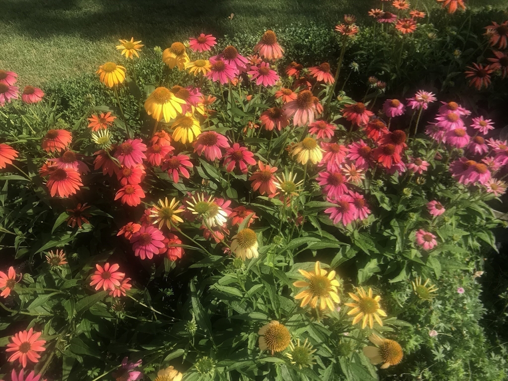 475 Lexington Road Concord, MA 01742 - Photo 34 of 42 a view of a flower