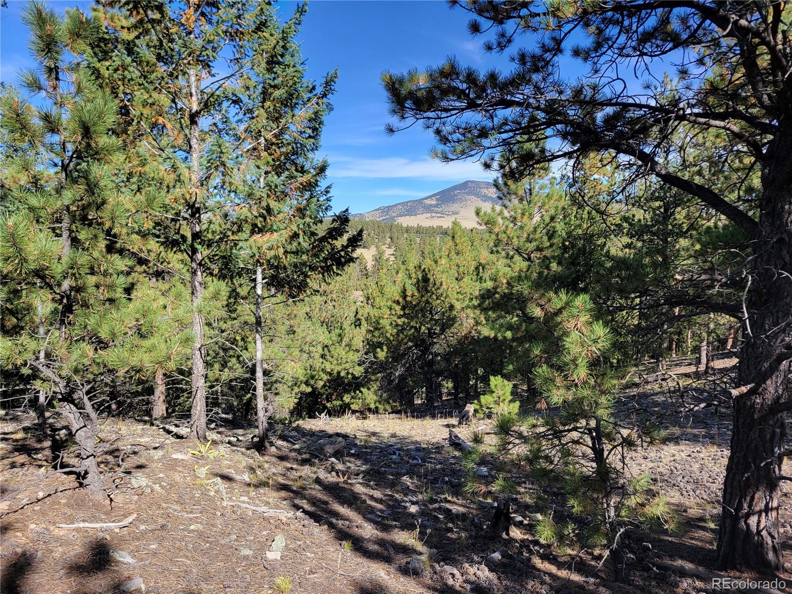 1321 Bristlecone Road Guffey, CO 80820 - Photo 32 of 47 Gallery Image 32