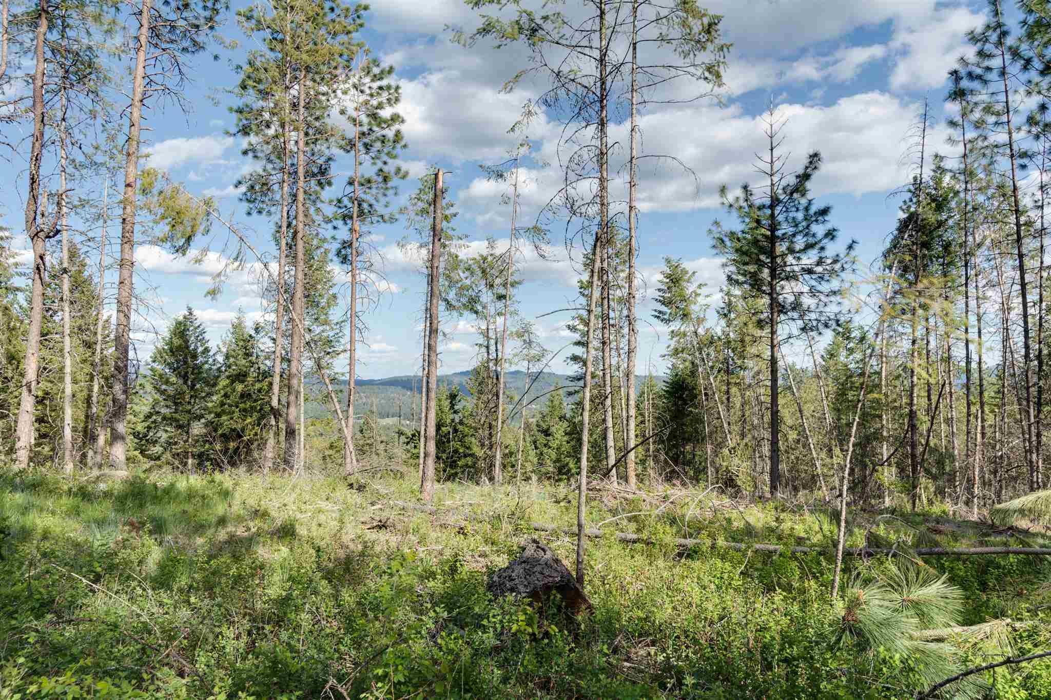 4049 Hesseltine Road Springdale, WA 99173 - Photo 35 of 42