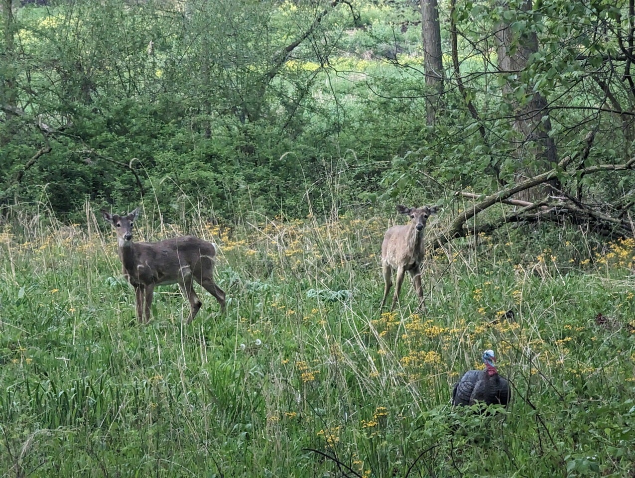 6 6 Mile Road Union City, MI 49094 - Photo 3 of 9 Gallery Image 3