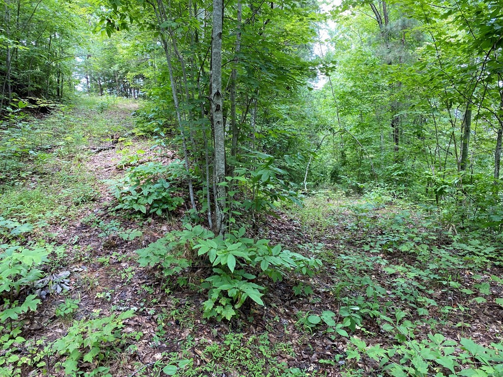 25 Fox Hunters Way Sevierville, TN 37876 - Photo 5 of 8