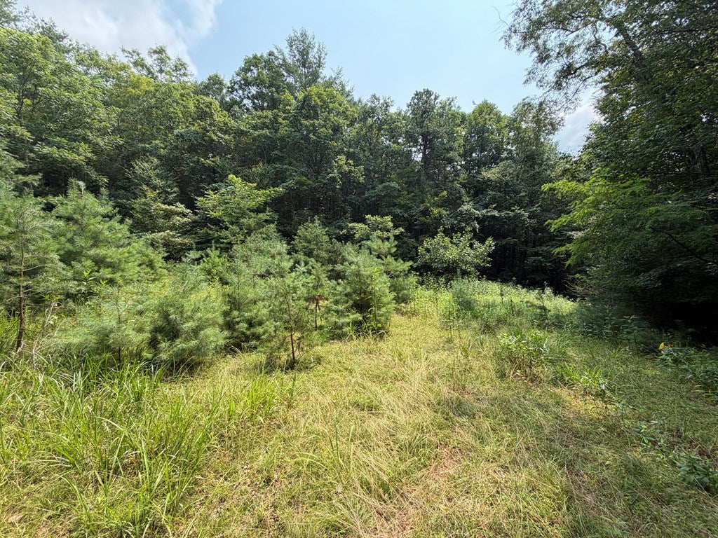 Tbd Hall Hollow Road Austinville, VA 24312 - Photo 56 of 59 Gallery Image 56