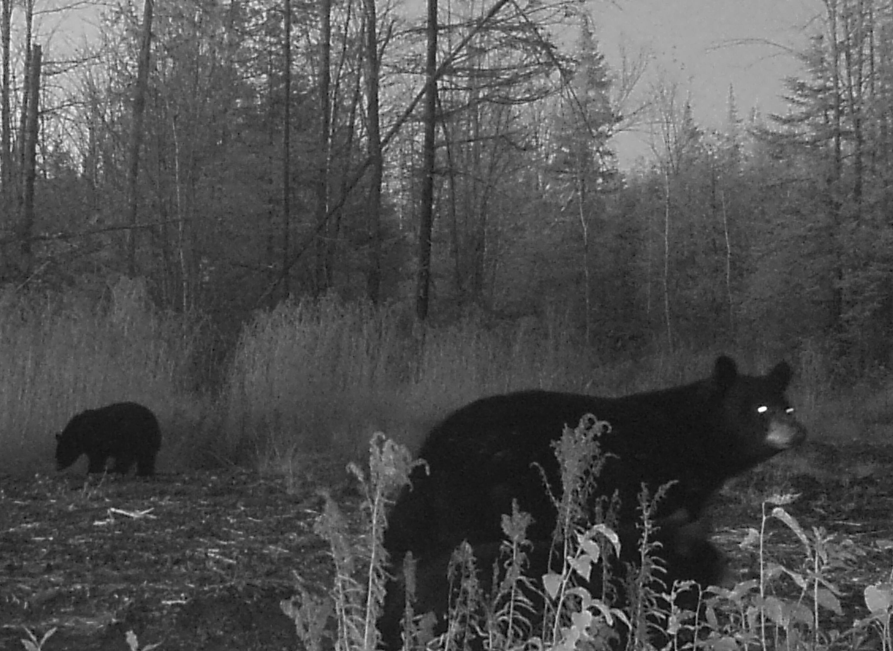 Lot 19 Garfield Road Ashland, ME 04732 - Photo 3 of 4 Masardis bears