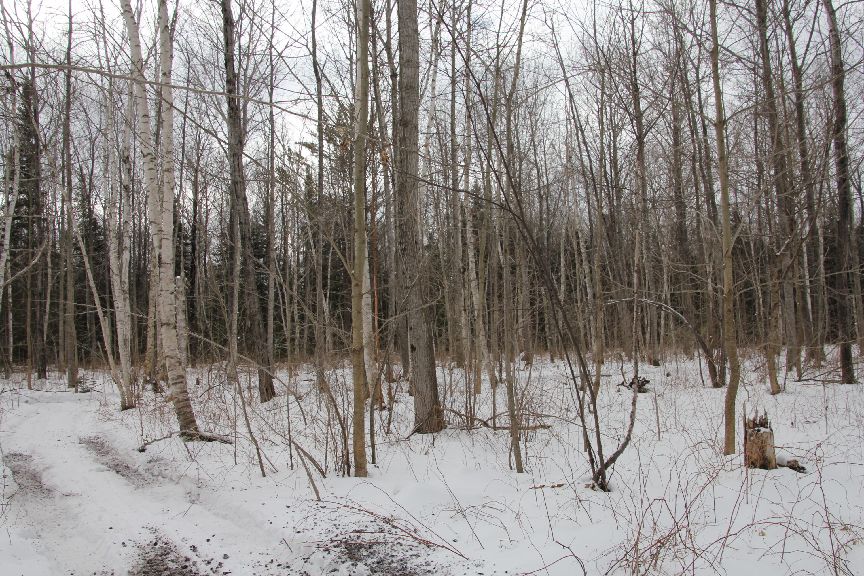 40-acres Tolan Road Spruce, MI 48762 - Photo 26 of 95 Gallery Image 26