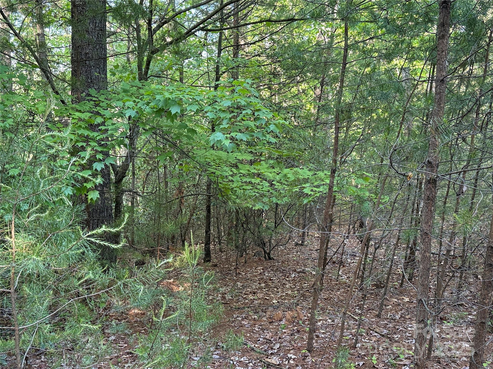 Tbd Wolf Pen Road, Unit 27 Purlear, NC 28665 - Photo 11 of 40 a view of a forest with trees in the background
