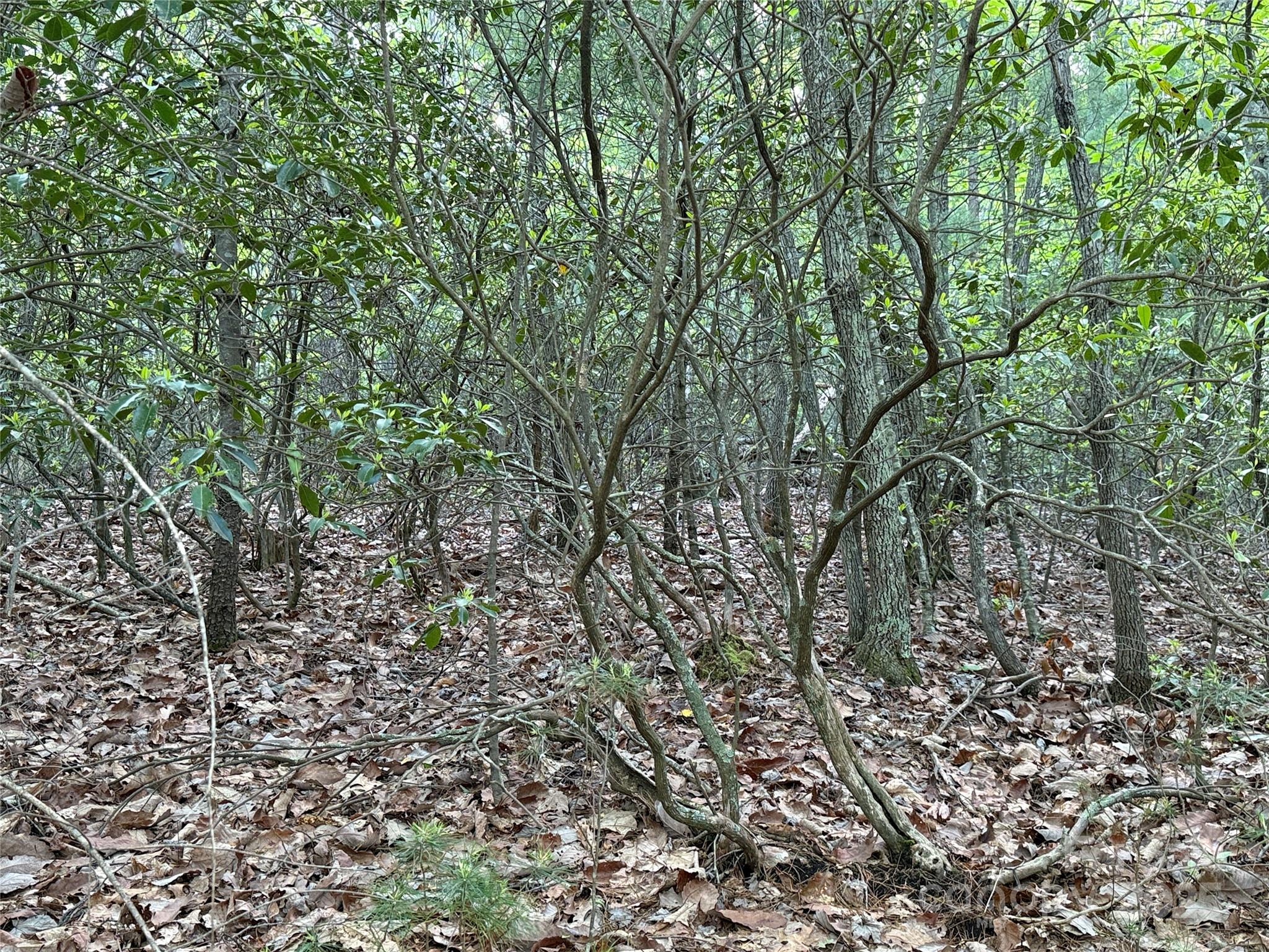 Tbd Wolf Pen Road, Unit 27 Purlear, NC 28665 - Photo 12 of 40 a view of a yard with a tree
