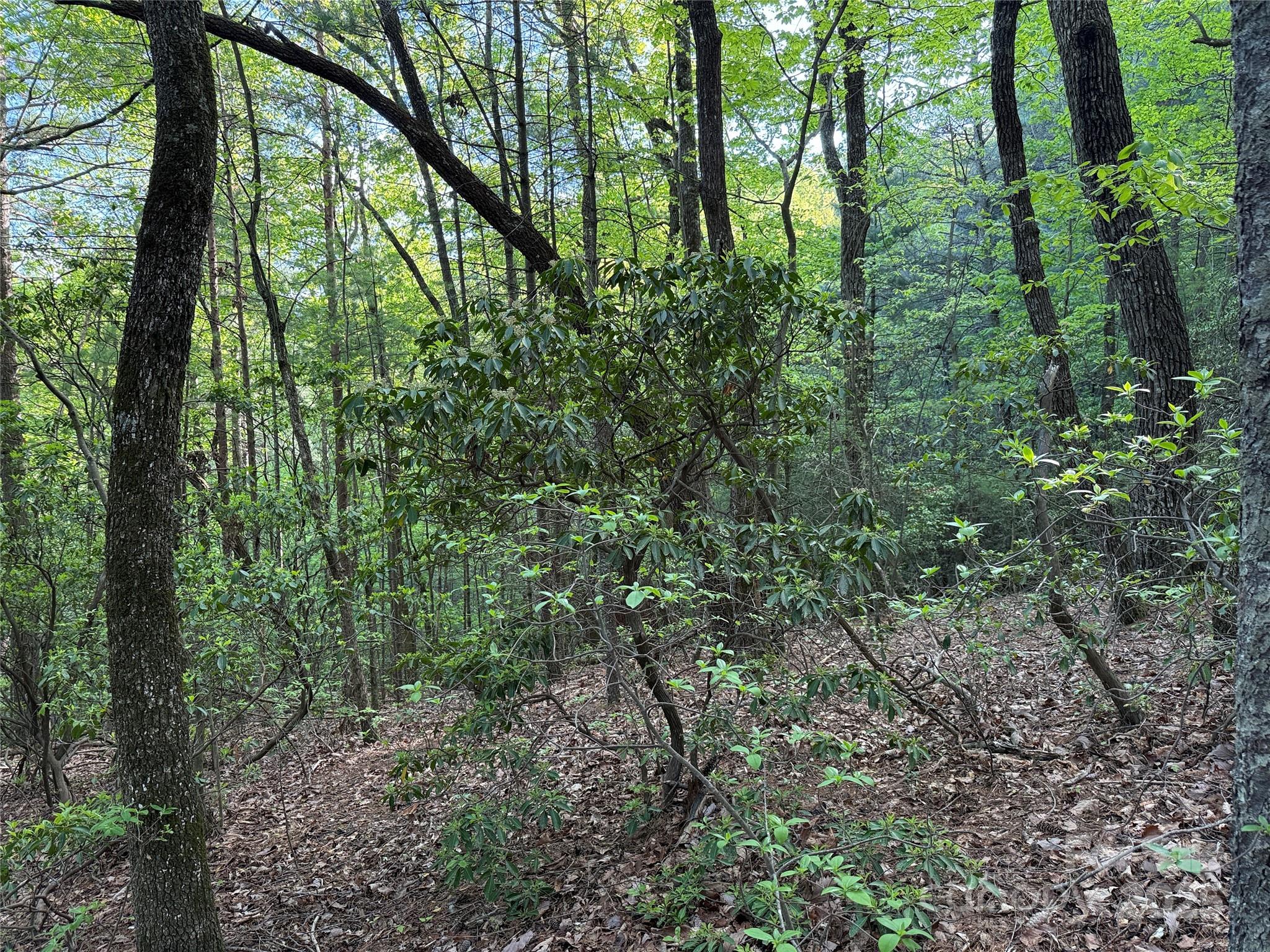 Tbd Wolf Pen Road, Unit 27 Purlear, NC 28665 - Photo 18 of 40 a view of a forest with trees
