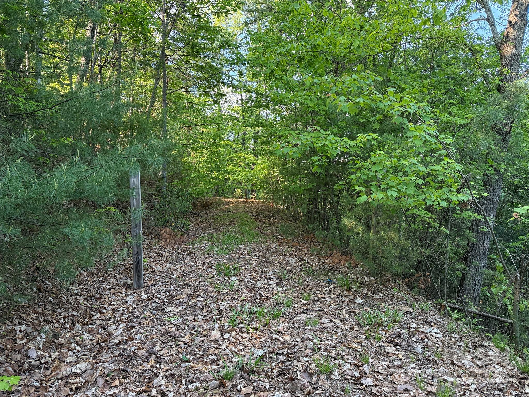 Tbd Wolf Pen Road, Unit 27 Purlear, NC 28665 - Photo 4 of 40 a view of a forest with a trees