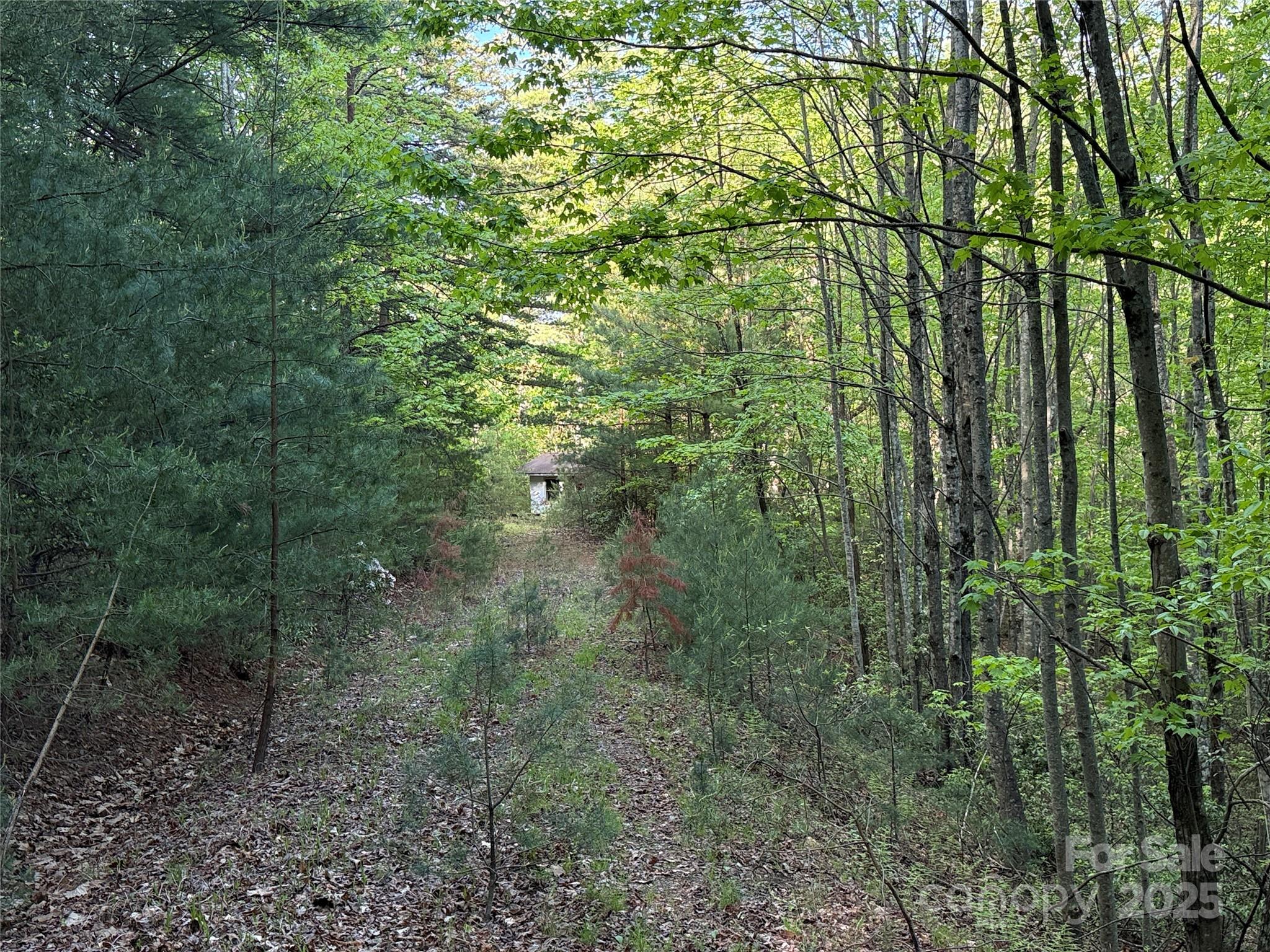 Tbd Wolf Pen Road, Unit 27 Purlear, NC 28665 - Photo 7 of 40 a view of a forest with lots of trees
