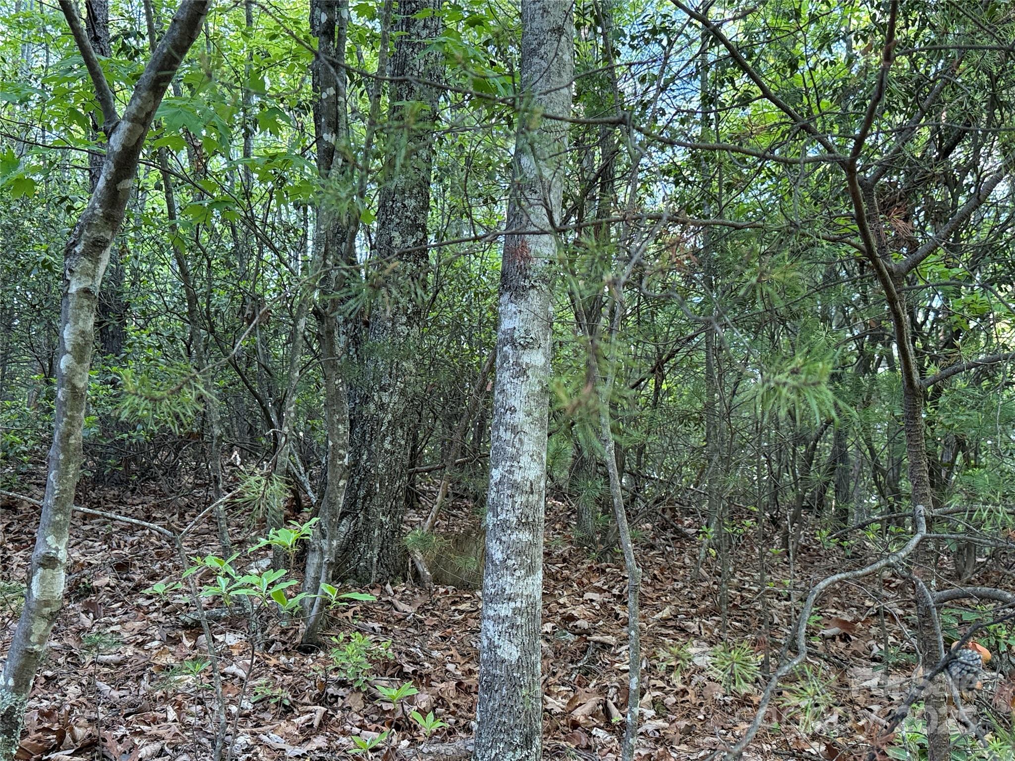 Tbd Wolf Pen Road, Unit 27 Purlear, NC 28665 - Photo 8 of 40 a view of a forest with trees in the background
