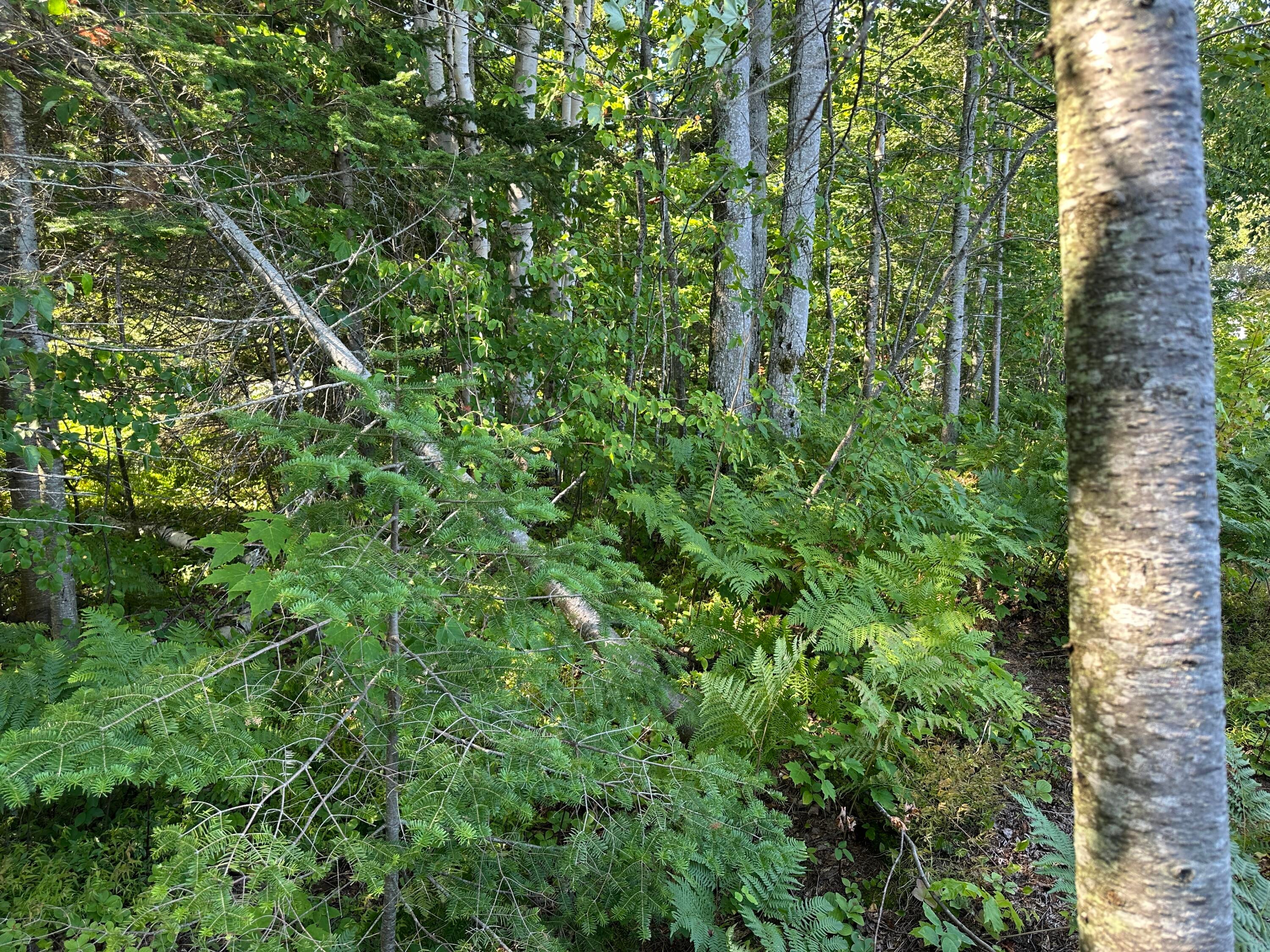 10170 North Whitefish Point Road Paradise, MI 49768 - Photo 12 of 26 Gallery Image 12