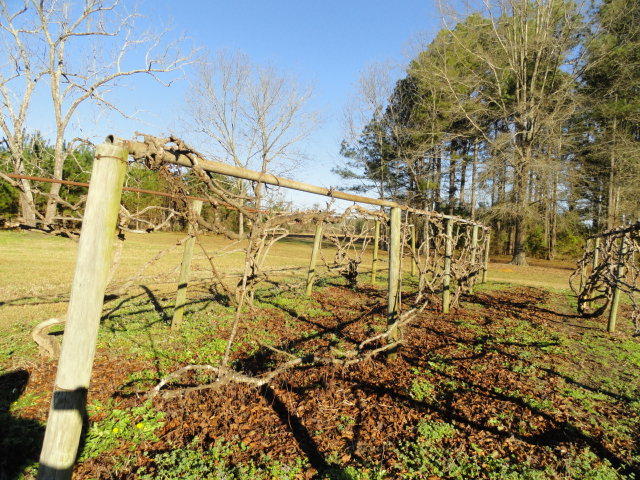 5528 Bill Davis Road Summerton, SC 29148 - Photo 25 of 32 grape vines