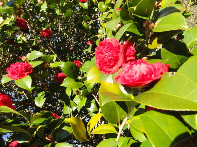 5528 Bill Davis Road Summerton, SC 29148 - Photo 28 of 32 camelia bushes