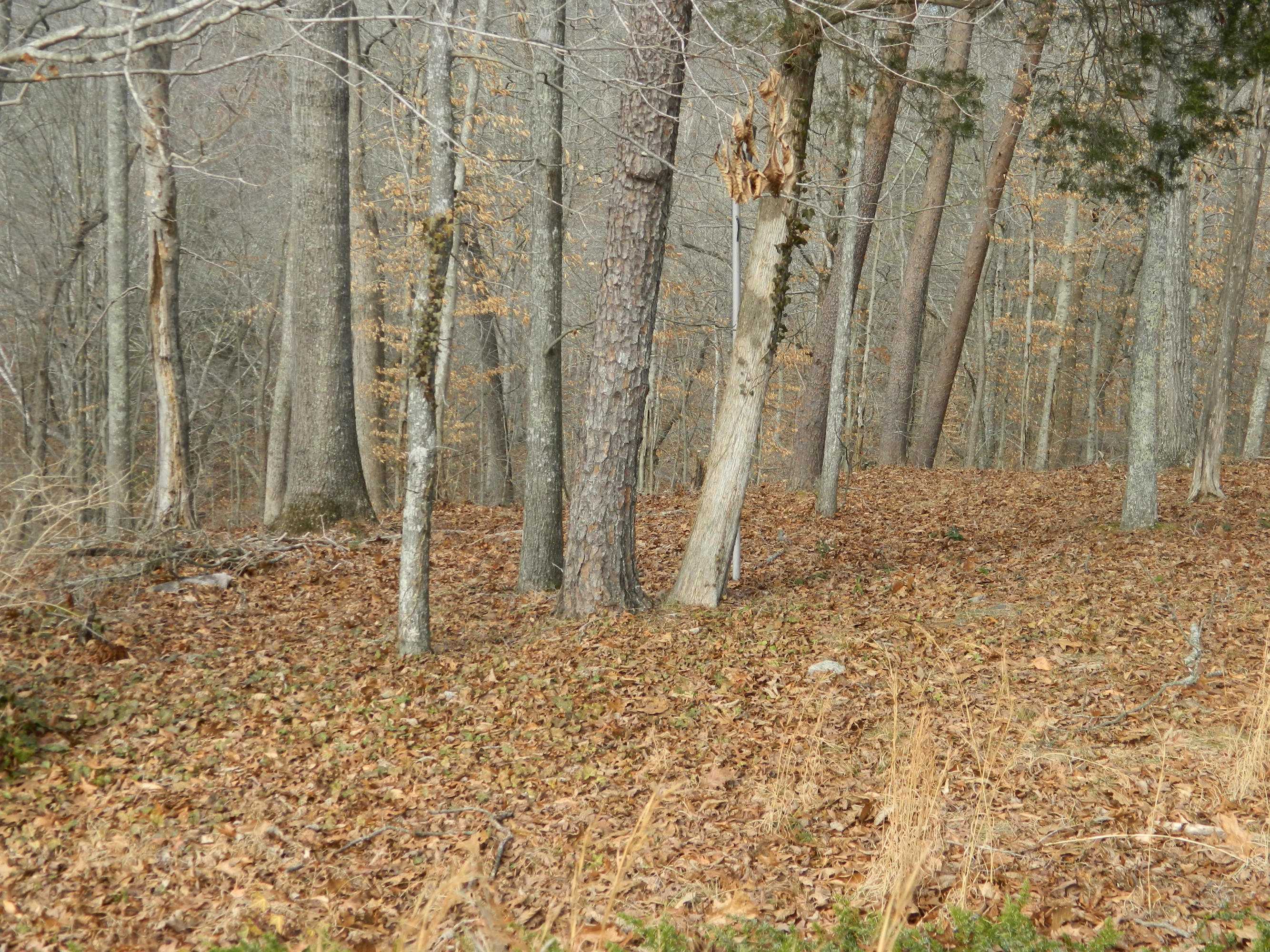 216 Hansard Road Maynardville, TN 37807 - Photo 9 of 11 yard 2